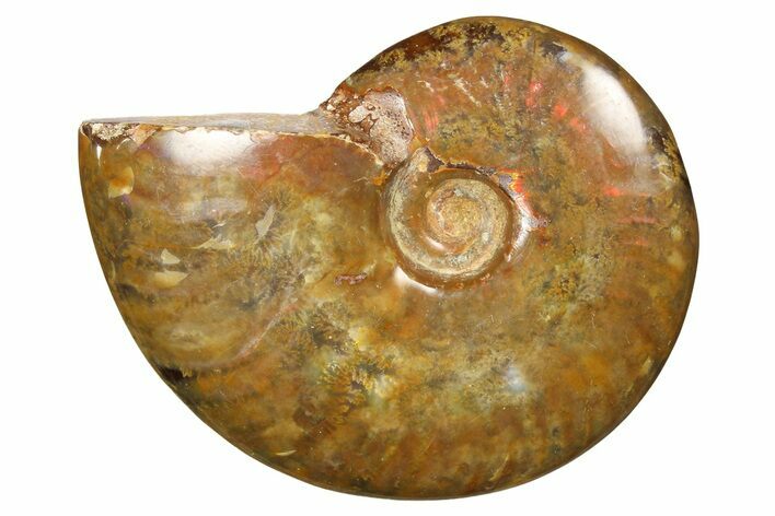 Red Flash Ammonite Fossil - Madagascar #187242
